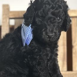 Poodles from Carol's Poodles