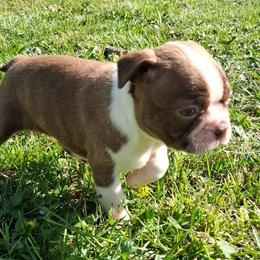 Athos - Red male Boston Terrier puppy in Smallett, Missouri from B's Bostons