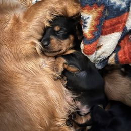 Flint - Black and tan Dachshund puppy in Windsor, Colorado from Murry’s minis