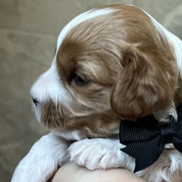Boy 2 🤍 - Blenheim Cavapoo puppy in Bowling Green, Kentucky from Elway’s Cavapoo’s