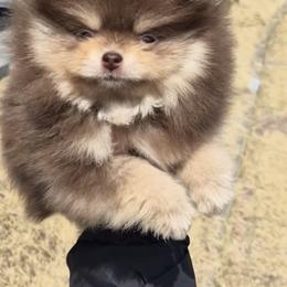Gracie - Chocolate and tan female Pomeranian puppy in Salem, Oregon from BP PUPS