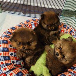 Pomeranian Puppies from Gypsy Poms