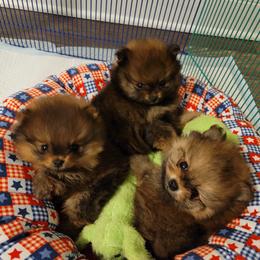 Pomeranian Puppies from Gypsy Poms
