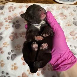 Wrangler - Brown and white male Aussiedoodle puppy in Claremont, North Carolina from Magnolia Grove Farms