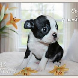 Girl 2-Eva - Black and white female Boston Terrier puppy in North Central, Vermont from Windy Valley’s Bostons
