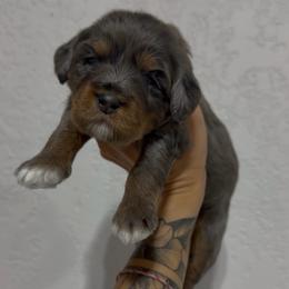 Rayna - Blue merle female Bernedoodle puppy in Horseshoe Bend, Idaho from Over the Moon Poodles and Doodles