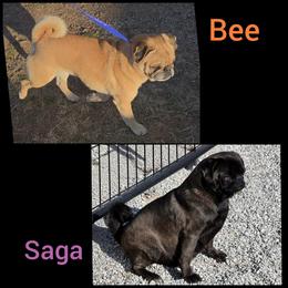 Pug puppies from Locust Creek Pugs