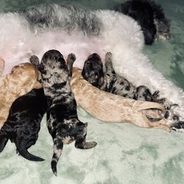 Cavapoo Puppies from Veronica's Cavapoos