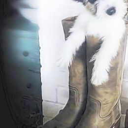 Beagle and Russell Terrier Puppies from Mountain Top