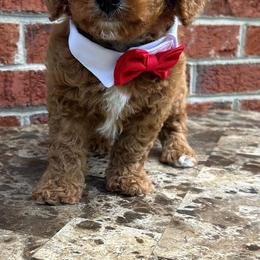 Mango - Apricot male Goldendoodle puppy in Gaithersburg, Maryland from Barkins and Company