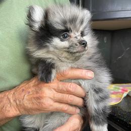 Grinder - Blue merle male Pomeranian puppy in Avon Park, Florida from Mariska's Pomeranians