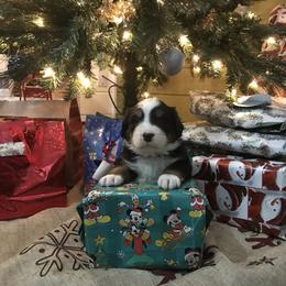 Bernese Mountain Dog Puppies from Stone Hill Farm