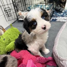 Cotton - Blue merle female Aussiedoodle puppy in Heber City, Utah from Junipersdoodles