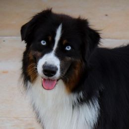 Odin - Australian Shepherd