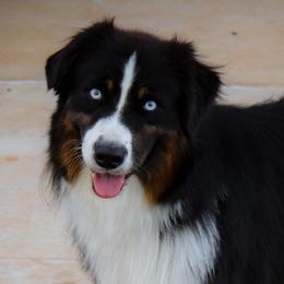 Odin - Australian Shepherd