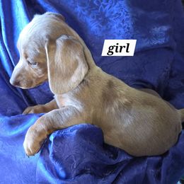 Spots - Fawn (isabella) and cream female Dachshund puppy in Grand Junction, Colorado from RR Kennels
