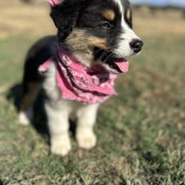 Porsche - Black tri-color female Australian Shepherd puppy in Santa Ysabel, California from Flying F Australian Shepherds