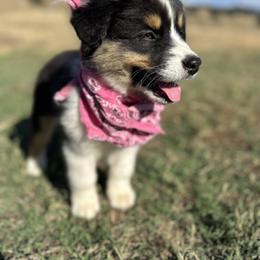 Porsche - Black tri-color female Australian Shepherd puppy in Santa Ysabel, California from Flying F Australian Shepherds