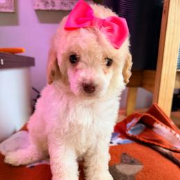 Ember - with training - Cream female Poodle puppy in Boonville, North Carolina from Doods & Dolls