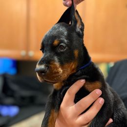 Leonardo - Black and rust male Doberman Pinscher puppy in Bruce Township, Michigan from Eminent Dobermans
