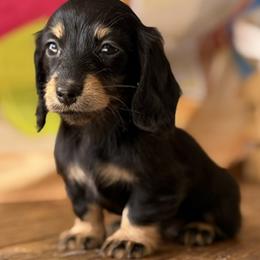 Hattie - Black and tan female Dachshund puppy in Pflugerville, Texas from Dream A Dream Dachshunds