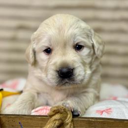 Miss Marigold - Golden female Golden Retriever puppy in Tonasket, Washington from Denzil’s Goldens