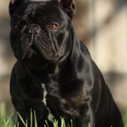Bulldogs and French Bulldogs from MMG Bulldogs