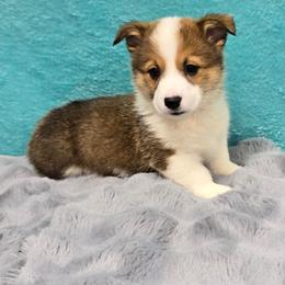 BOOMER - Sable male Pembroke Welsh Corgi puppy in Walker, Iowa from Double K Corgis