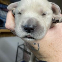 Golden Retriever Puppies from DeClercks Goldens