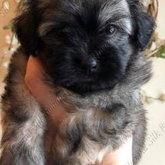 Havana Silk Dog and Poodle Puppies from Havana Silk Romance