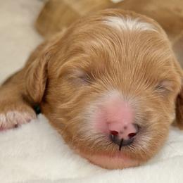 Taylor - Red  female Goldendoodle puppy in Boise, Idaho from Goldendoodle Baby