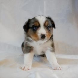 Miniature American Shepherds and Miniature Australian Shepherds from Westeros Mini American Shepherds