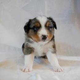 Miniature American Shepherds and Miniature Australian Shepherds from Westeros Mini American Shepherds