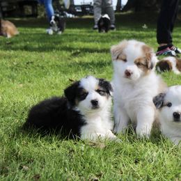 Australian Shepherd Puppies from Tru Blu Aussies