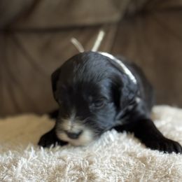 Light Blue Girl - Black female Portuguese Water Dog puppy in Liberty Lake, Washington from Lakehouse Porties
