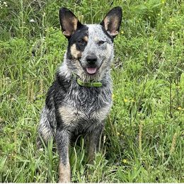 Australian Cattle Dog, Australian Shepherd, Companion Cross, and Miniature Australian Shepherd Puppies from MK Aussies