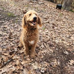 Maggie - Goldendoodle