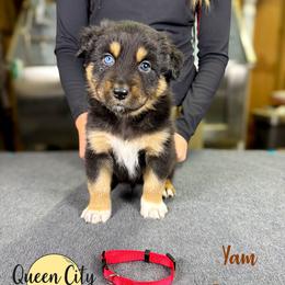 Yam (red) - Black tri-color male Australian Shepherd puppy in Falmouth, Kentucky from Queen City Farm