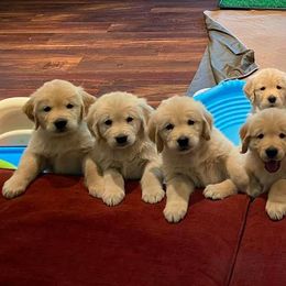 Golden Retriever Puppies from EP's Golden Retrievers