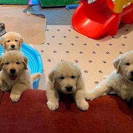 Golden Retriever Puppies from EP's Golden Retrievers
