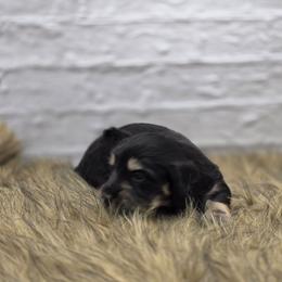 Ferrari - Black and cream male Dachshund puppy in Norwood, Missouri from Madra's Dashing Doxies