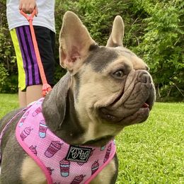 Coco - French Bulldog