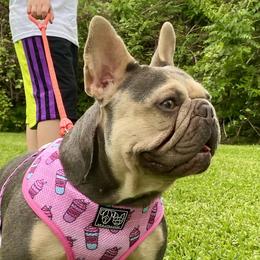 Coco - French Bulldog