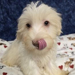 Binx - Cream male Havanese puppy in Neosho, Missouri from Pups on the Ridge