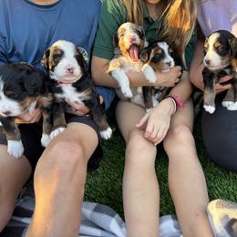 Bernedoodle Puppies from Sixlittles and Bernedoodles