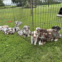 Australian Shepherd Puppies from Hawk Creek Farms