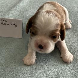 Blenheim boy - Blenheim male Cavalier King Charles Spaniel puppy in Clintonville, Wisconsin from Whispering Meadows Performances Horses and Cavalier King Charles Spaniels