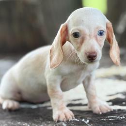 Dakota - Cream female Dachshund puppy in Industry, Illinois from KDKs Kennels