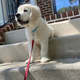Golden Retriever Puppies from Smokey Mountain English Goldens