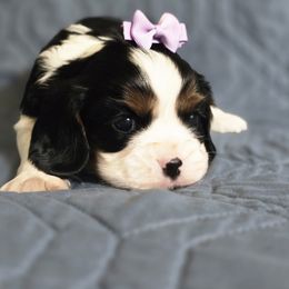 Hattie - Tri-color female Cavalier King Charles Spaniel puppy in Wapello, Iowa from Willow Rayne shelties and more